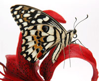      . Papilio-Demoleus