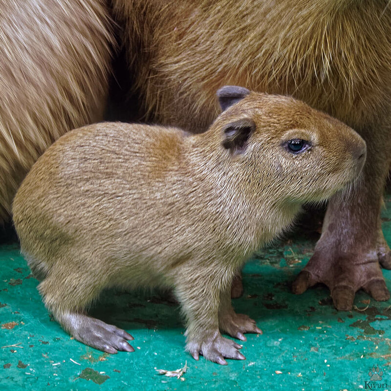 В Новосибирском зоопарке прибавление: на свет появились два детеныша капибары и сенегальский галаго