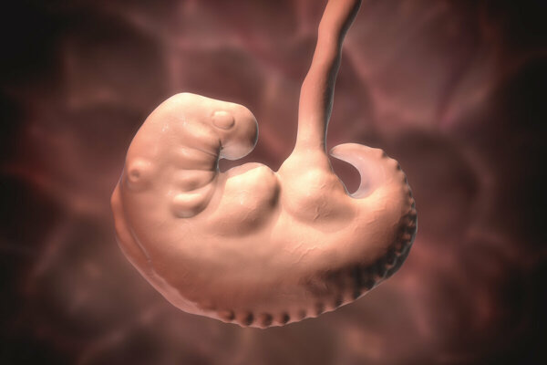 К концу шестой акушерской недели эмбрион имеет головной и хвостовой конец, билатеральную симметрию. Календарь беременности. Неделя шестая.